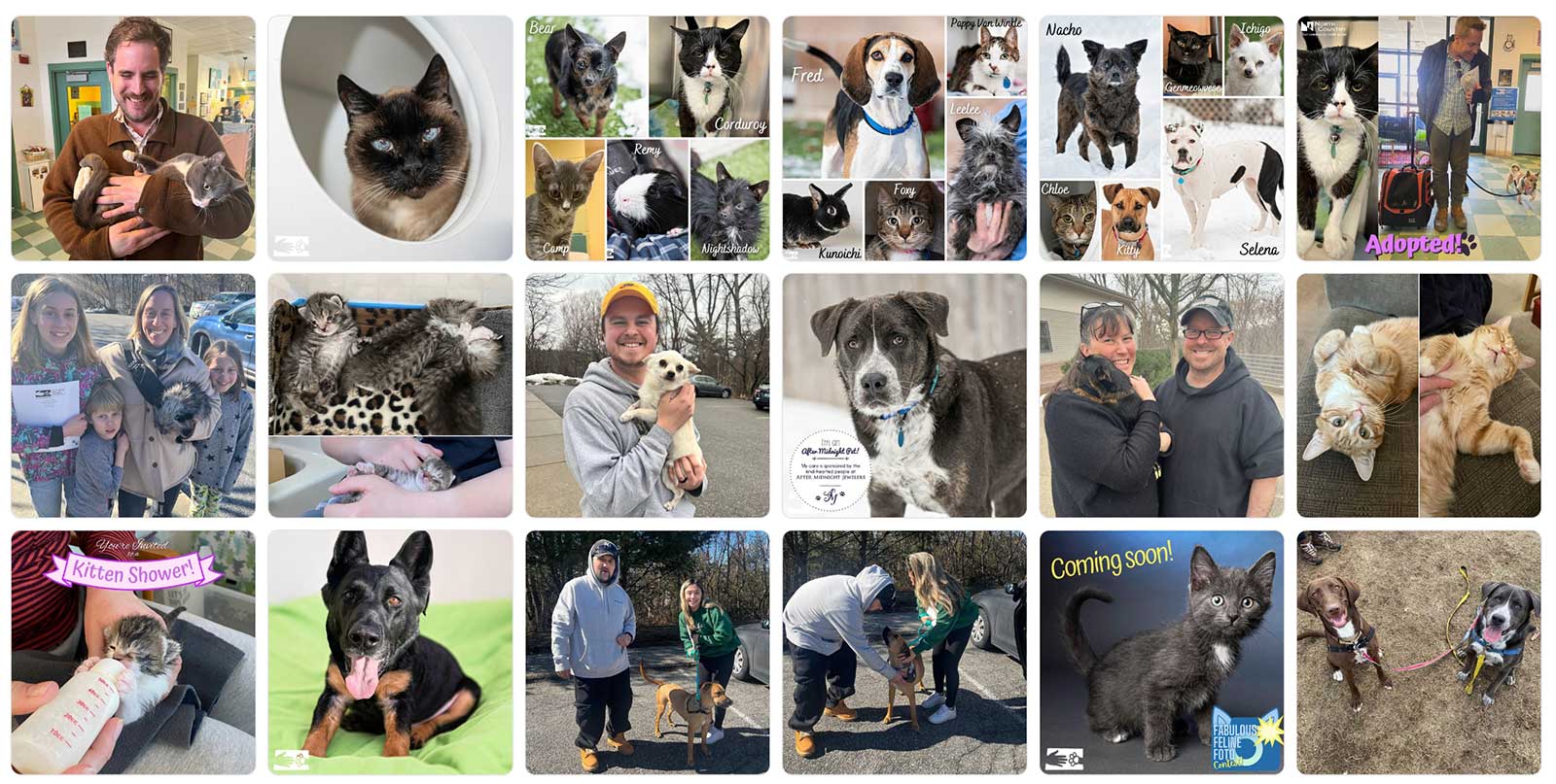 photos from the Humane Society of Chittenden County's Facebook page of dogs and cats and adopters