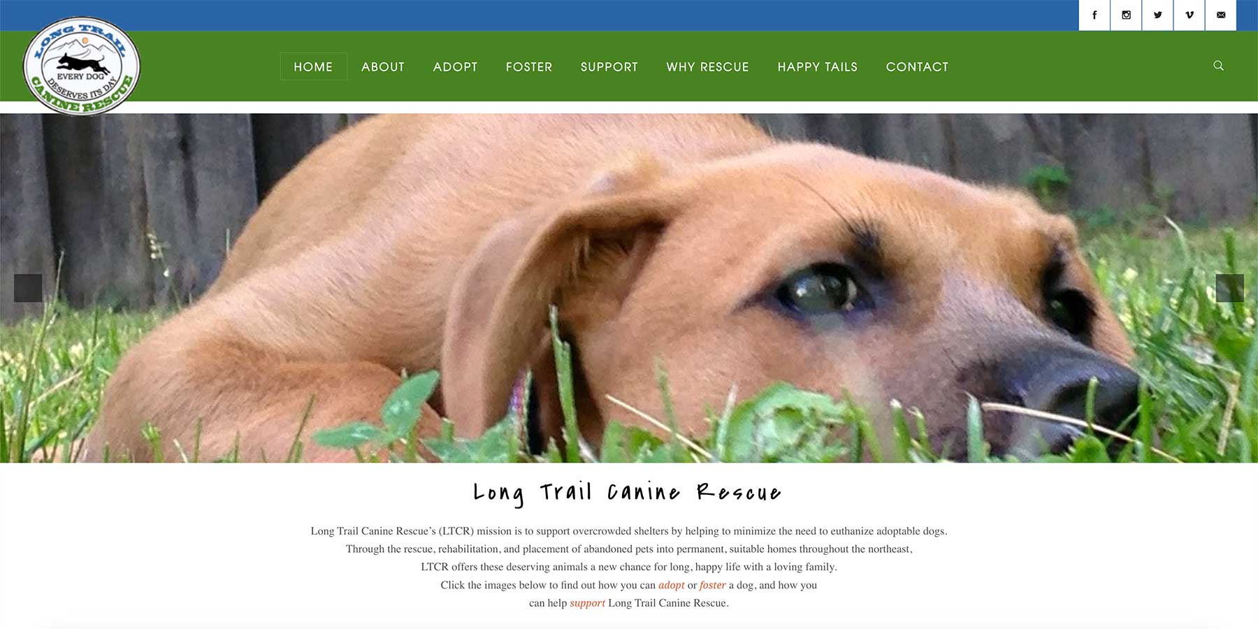 screenshot of Long Trail Canine Rescue's home page with a close up photo of a dog lying in the grass