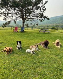 Happy dogs at Brook Run Dog Camp in Bolton VT
